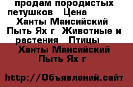 продам породистых петушков › Цена ­ 1 500 - Ханты-Мансийский, Пыть-Ях г. Животные и растения » Птицы   . Ханты-Мансийский,Пыть-Ях г.